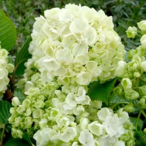 Japanese Snowball Viburnum Live Plant - 6-12