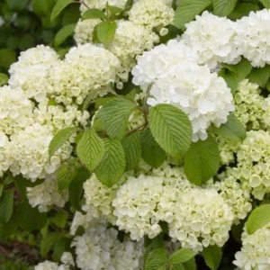Japanese Snowball Viburnum Live Plant - 6-12