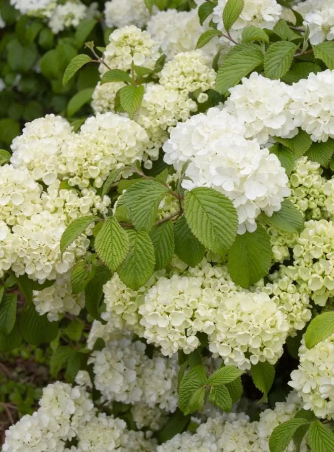 Japanese Snowball Viburnum Live Plant - 6-12" Tall - 3" Pot - White Blooming Shrub - Outdoor - Image 3