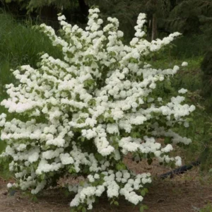 Japanese Snowball Viburnum Live Plant - 6-12