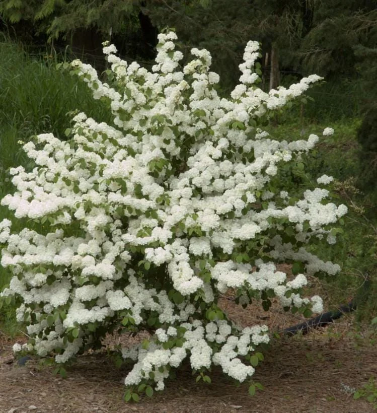 Japanese Snowball Viburnum Live Plant - 6-12" Tall - 3" Pot - White Blooming Shrub - Outdoor - Image 4