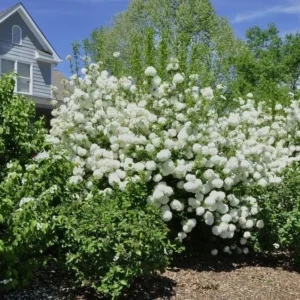 Japanese Snowball Viburnum Live Plant - 6-12