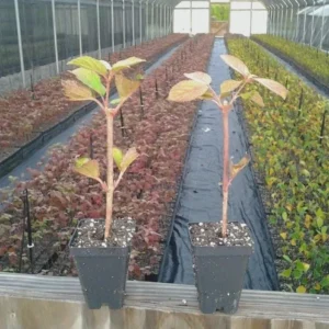 Japanese Snowball Viburnum Live Plant - 6-12