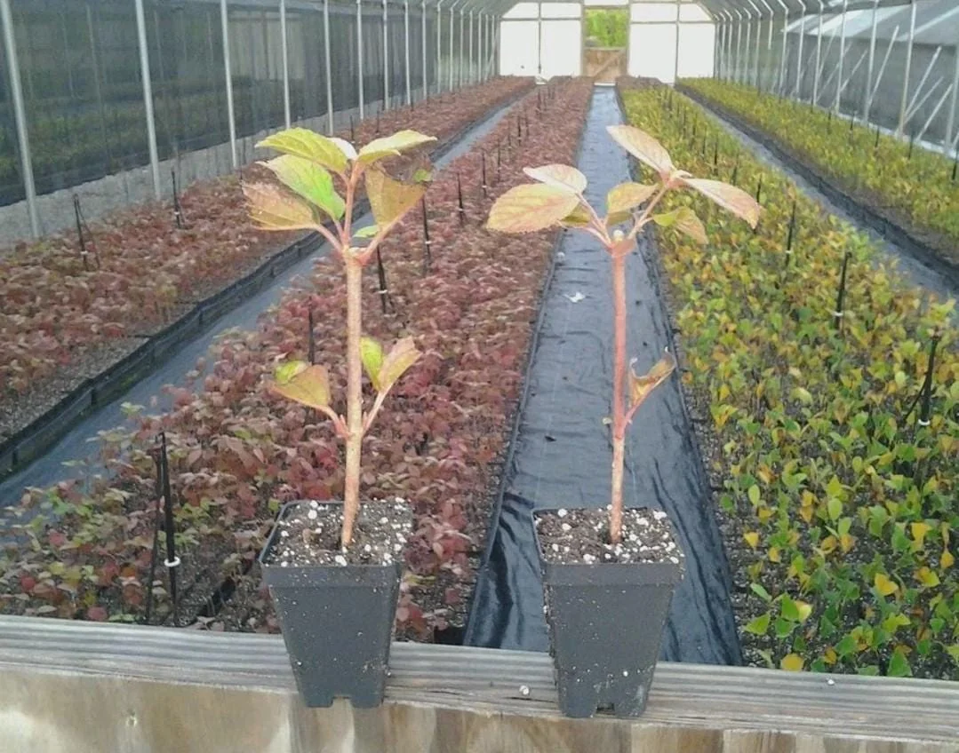 Japanese Snowball Viburnum Live Plant - 6-12" Tall - 3" Pot - White Blooming Shrub - Outdoor - Image 6