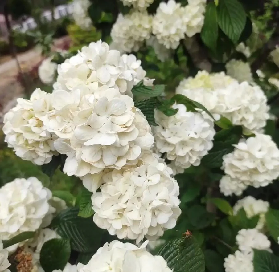 Japanese Snowball Viburnum Live Plant - 6-12" Tall - 3" Pot - White Blooming Shrub - Outdoor - Image 1