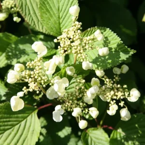 Japanese Snowball Viburnum Live Plant - 6-12