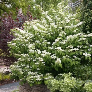Japanese Snowball Viburnum Live Plant - 6-12