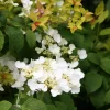 Japanese Snowball Viburnum Live Plant - 6-12" Tall Seedling, 3" Pot, Outdoor Shrub - Image 1