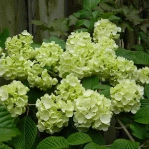 Japanese Snowball Viburnum 'Newzam' Live Shrub Plant 4+ Inches Tall Outdoor - Image 2