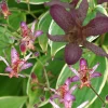 Japanese Toad Lily Live Plant - Exotic Perennial Flower for Shade, 4 inch Pot - Image 1