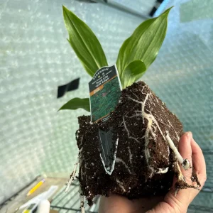 Japanese Toad Lily Live Plant - Exotic Perennial Flower for Shade, 4 inch Pot - Image 4