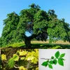 Japanese Zelkova Tree (2-Pack) – Zelkova Serrata Bare Root Live Plant – 2-3 ft Tall Ornamental Shade Tree - Image 1