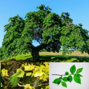 Japanese Zelkova Tree (2-Pack) – Zelkova Serrata Bare Root Live Plant – 2-3 ft Tall Ornamental Shade Tree - Image 1