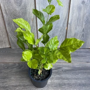 Jasmine Belle of India Live Plant - 4