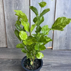 Jasmine Belle of India Live Plant - 4