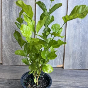 Jasmine Belle of India Live Plant - 4