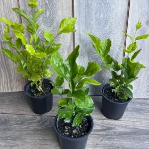 Jasmine Belle of India Live Plant - 4