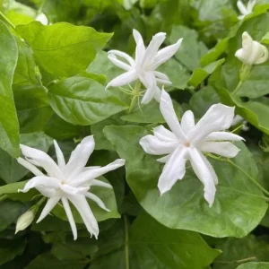Jasmine 'Belle of India' Live Plant - Fragrant Double White Flowers, Jasminum sambac, 4-inch Pot - Image 2