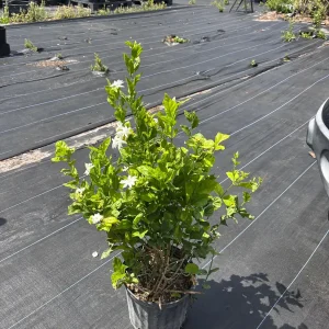Jasmine 'Belle of India' Live Plant - Fragrant Double White Flowers, 4 inch pot, Indoor/Outdoor - Image 1