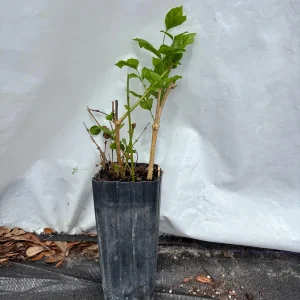 Jasmine 'Belle of India' Live Plant - Fragrant Double White Flowers, Jasminum sambac, 4-inch Pot - Image 8