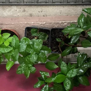 Jasmine Combo: Confederate & Night Blooming Live Plant, 2-Pack, 12in Tall - Image 2