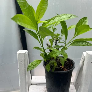 Jasmine Combo: Confederate & Night Blooming Live Plant, 2-Pack, 12in Tall - Image 7