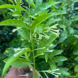 Jasmine Combo: Confederate & Night Blooming Live Plant, 2-Pack, 12in Tall - Image 8