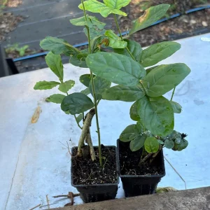 Jasmine Combo: Confederate & Night Blooming Live Plant, 2-Pack, 12in Tall - Image 9