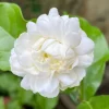 Jasmine Grand Duke Live Plant 6 inch Pot - Fragrant Double White Flowers - Image 1