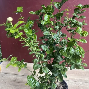 Jasmine Grand Duke Live Plant 6 inch Pot - Fragrant Double White Flowers - Image 3