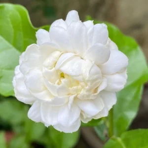 Jasmine Grand Duke Live Plant 6 inch Pot - Fragrant Double White Flowers - Image 1