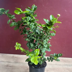 Jasmine Grand Duke Live Plant 6 inch Pot - Fragrant Double White Flowers - Image 4