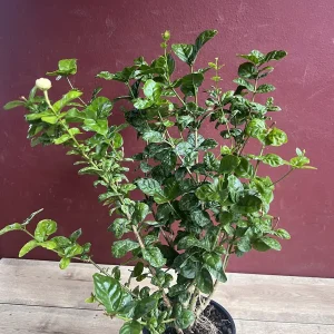 Jasmine Grand Duke Live Plant 6 inch Pot - Fragrant Double White Flowers - Image 5