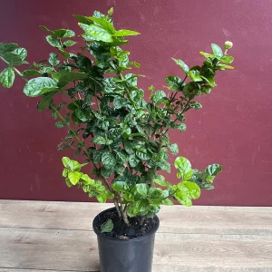 Jasmine Grand Duke Live Plant 6 inch Pot - Fragrant Double White Flowers - Image 6