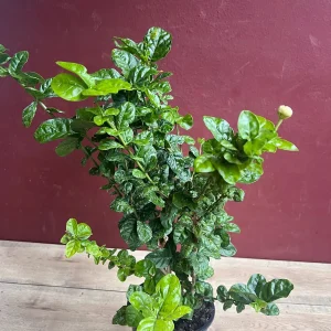 Jasmine Grand Duke Live Plant 6 inch Pot - Fragrant Double White Flowers - Image 7