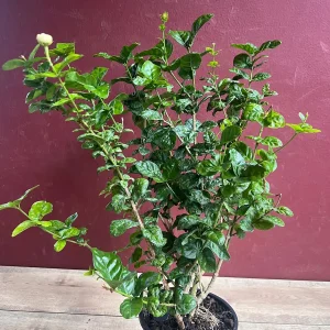 Jasmine Grand Duke Live Plant 6 inch Pot - Fragrant Double White Flowers - Image 8