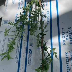 Jasminum Grandiflorum 'Chameli' Live Plant – Fragrant Jasmine 4 inch Pot - Image 7