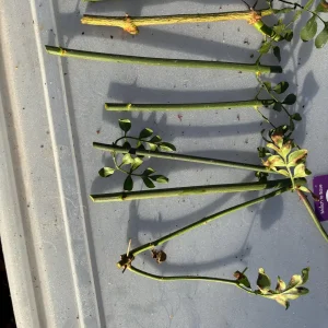 Jasminum Grandiflorum 'Chameli' Live Plant – Fragrant Jasmine 4 inch Pot - Image 9