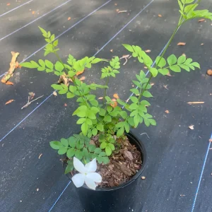 Jasminum Grandiflorum Chameli Live Plant - Royal Jasmine, 4 inch Pot - Image 1