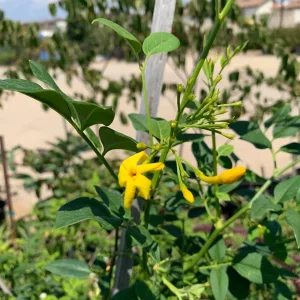 Jasminum humile Revolutum Live Plant - 2ft Tall, 6in Pot, Fragrant Yellow Jasmine - Image 2