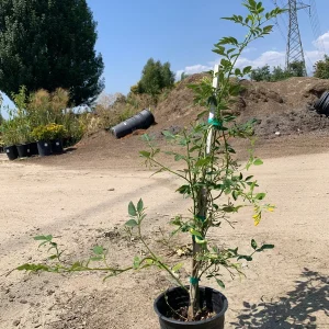 Jasminum humile Revolutum Live Plant - 2ft Tall, 6in Pot, Fragrant Yellow Jasmine - Image 1