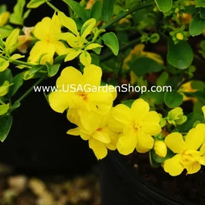 Jasminum mesnyi Sun Glo Hardy Japanese Jasmine Cuttings - 7 Per Pack - Outdoor - Image 9