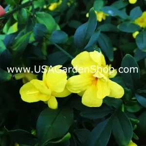 Jasminum mesnyi Sun Glo Hardy Yellow Primrose Jasmine Cuttings - 7 Pack - Image 3