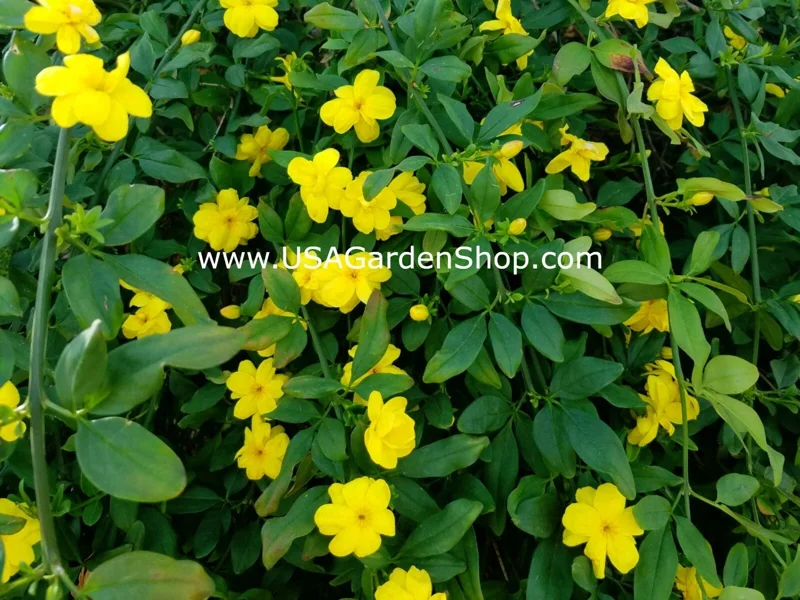 Jasminum mesnyi Sun Glo Hardy Yellow Primrose Jasmine Cuttings - 7 Pack - Image 5