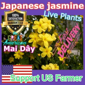 Jasminum mesnyi Sun Glo Hardy Yellow Primrose Jasmine Cuttings - 7 Pack - Image 6