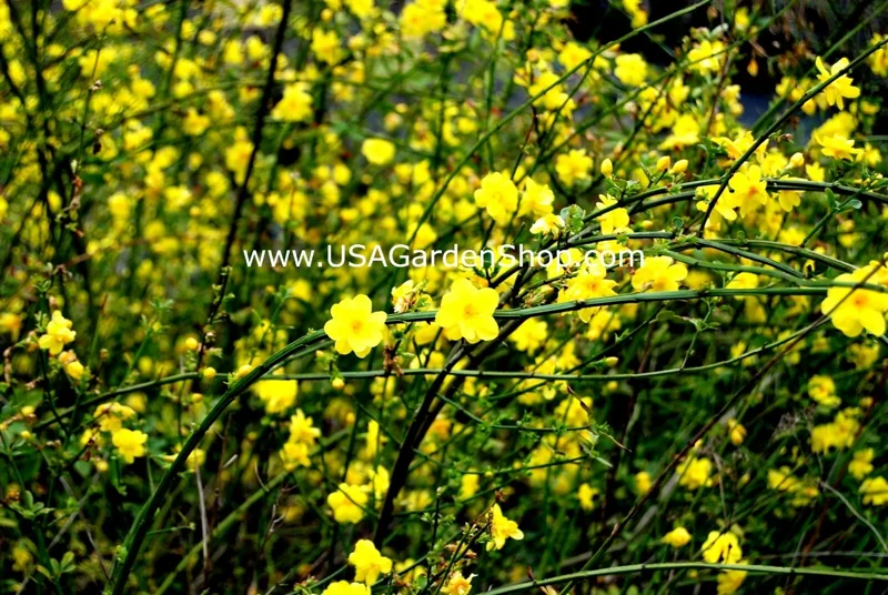 Jasminum mesnyi Sun Glo Hardy Yellow Primrose Jasmine Cuttings - 7 Pack - Image 7