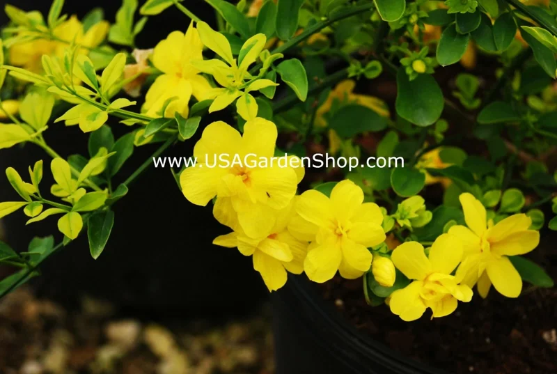 Jasminum mesnyi Sun Glo Hardy Yellow Primrose Jasmine Cuttings - 7 Pack - Image 9