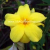 Jasminum mesnyi Sun Glo Hardy Yellow Primrose Jasmine Cuttings - 7 Pack - Image 1