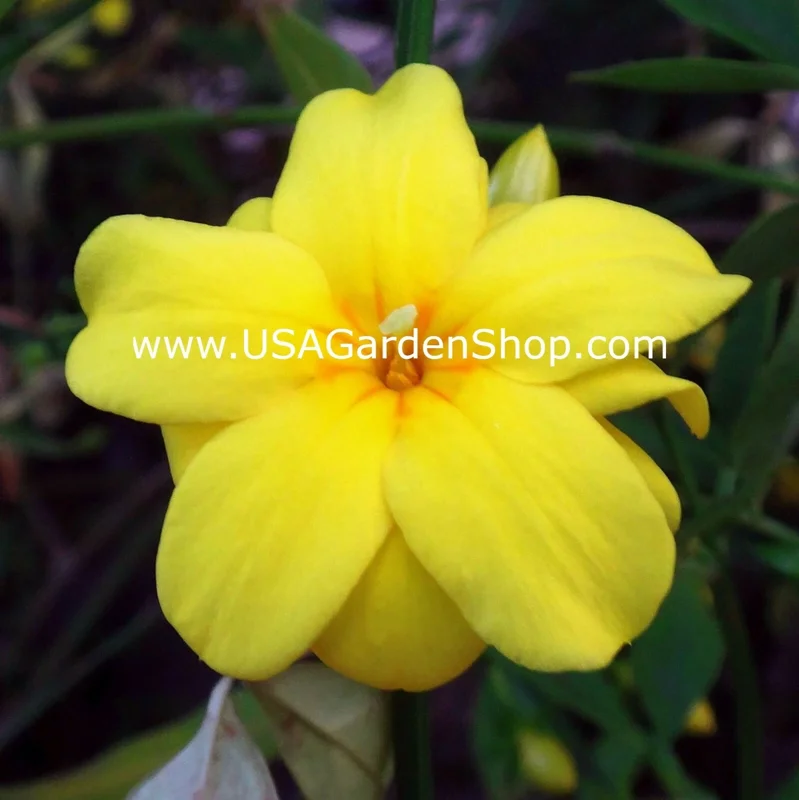 Jasminum mesnyi Sun Glo Hardy Yellow Primrose Jasmine Cuttings - 7 Pack - Image 1