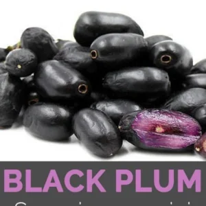 Java Plum Live Tree Plant – Black Jamun Malabar Plum – 12 inch Tall - Image 2